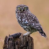Little owls